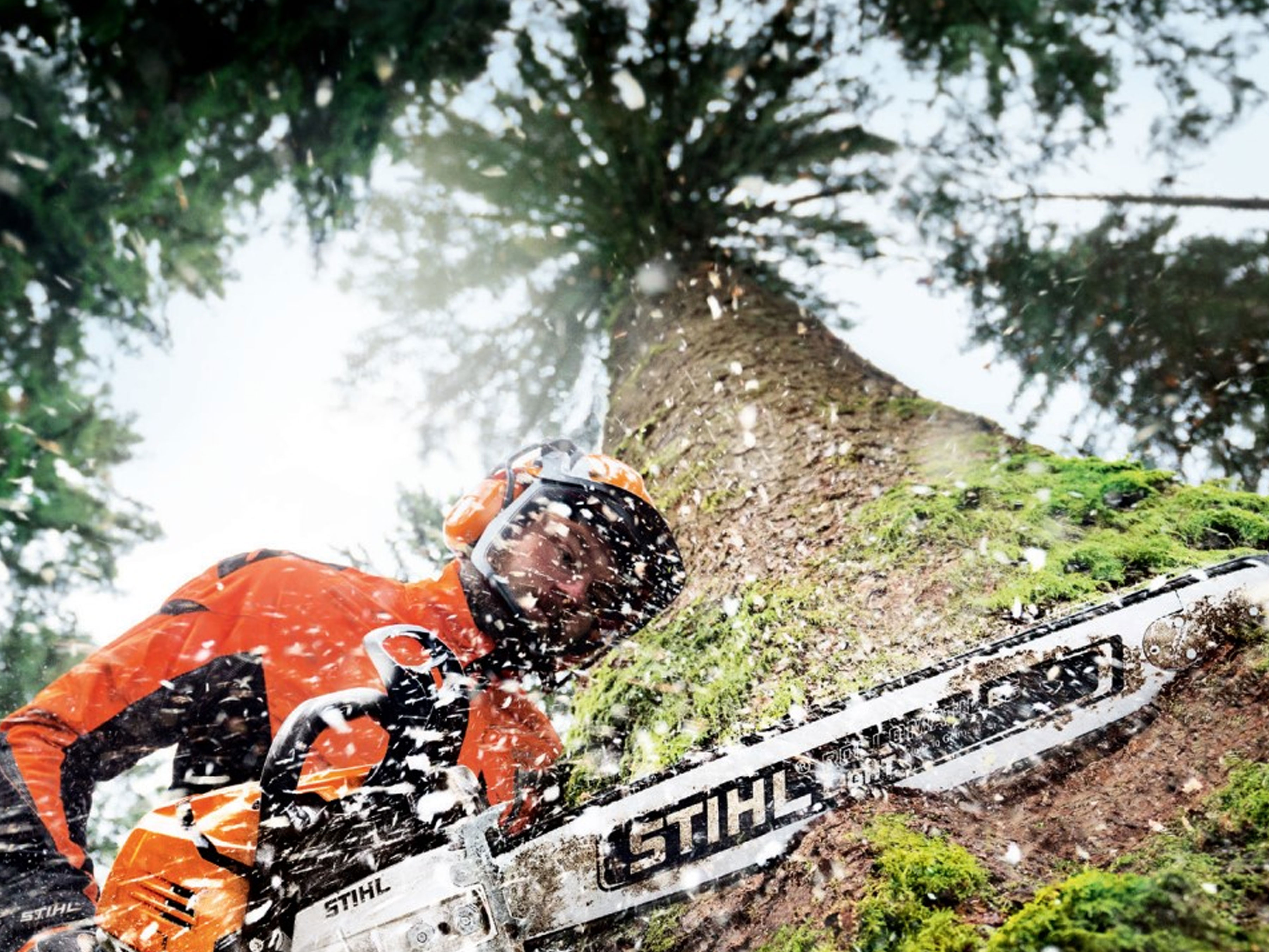 STIHL worker cutting down a tree