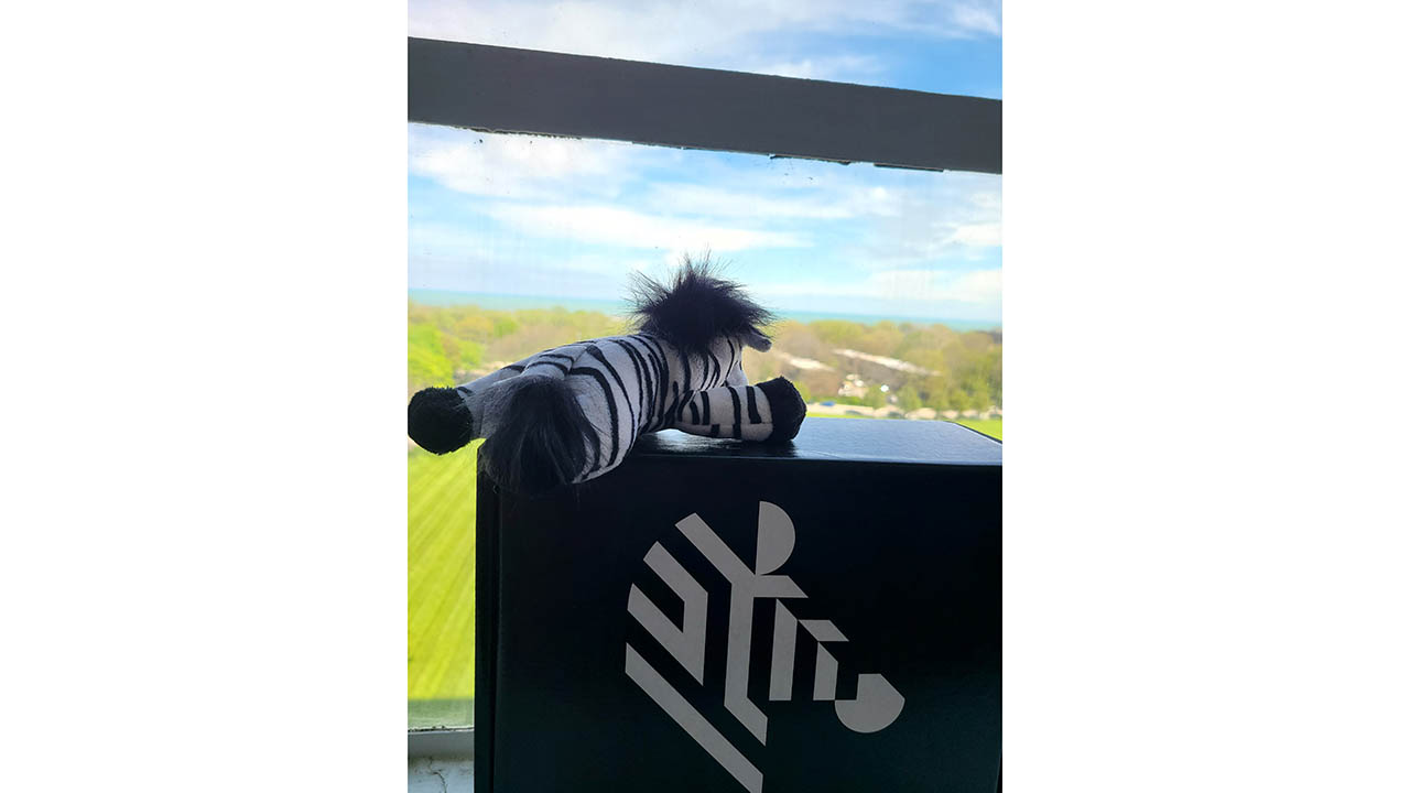 Zippy the Zebra relaxes on an intern's patio