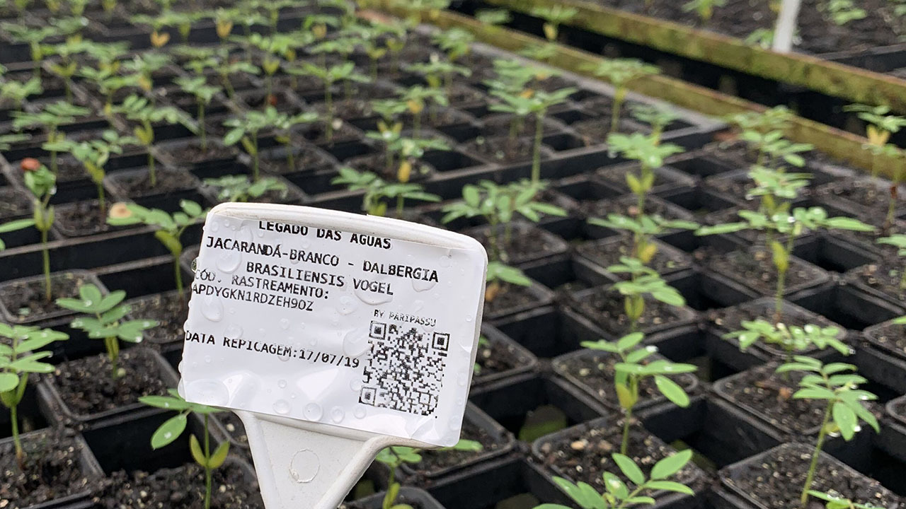 A barcoded label at seedlings farmed by Legado Das Aguas