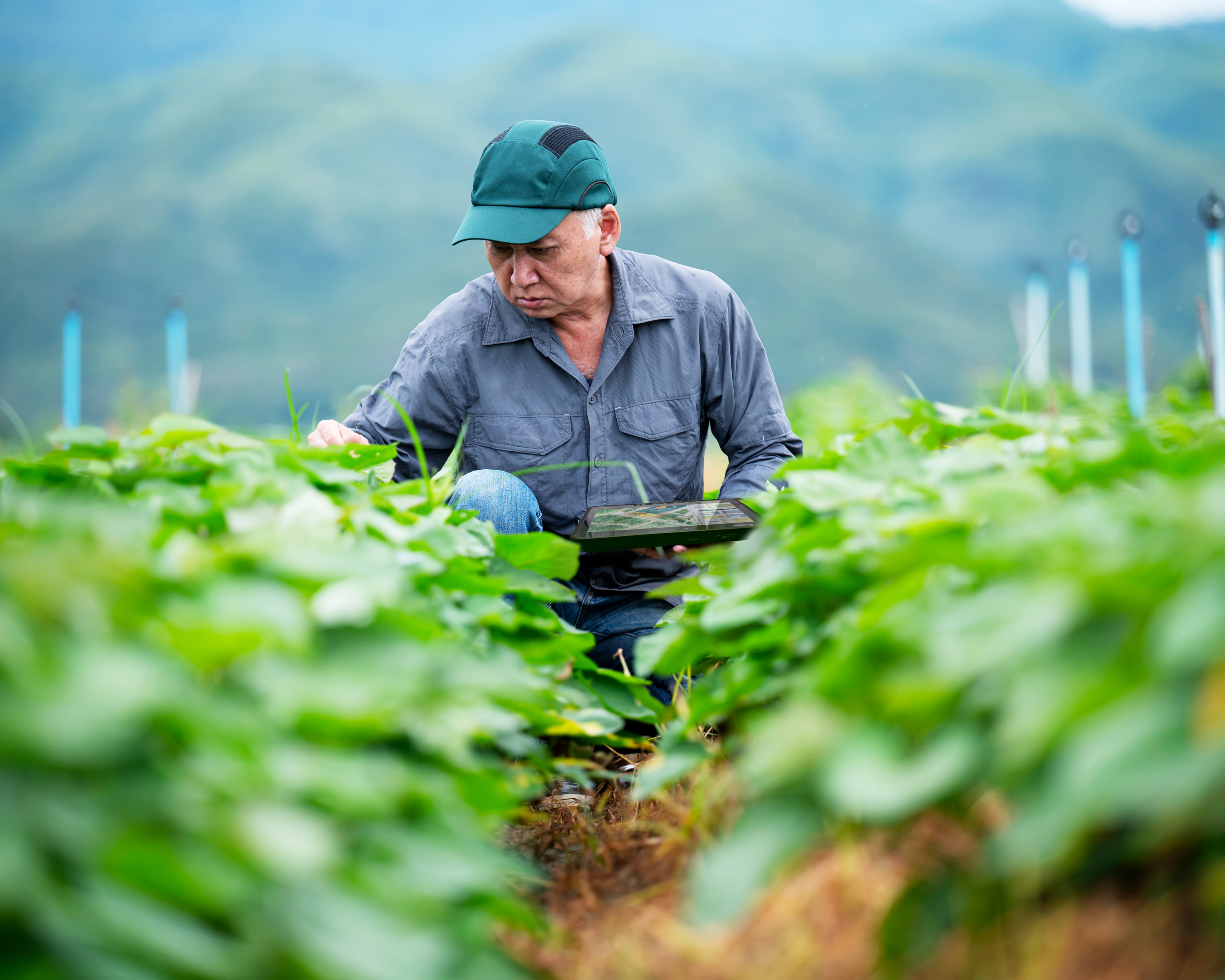 An agricultural squats to examine ground plants while holding a Zebra tablet.