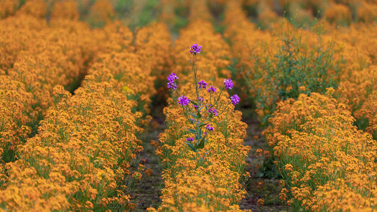 A purple flower emerges a field of yellow flowers